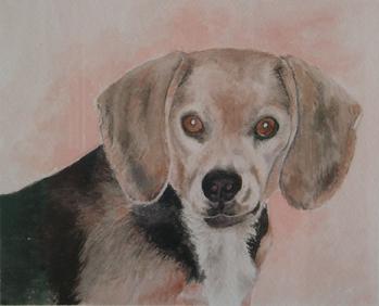Dog portrait, beagle